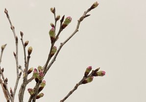 啓翁桜（けいおうざくら）は冬に咲く桜だそうですふっくら膨らんだ蕾が色づいてとってもかわいらしい🌸寒さが厳しい大寒の時期ですが...
