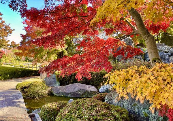 広報≫「越谷市日本庭園　花田苑」のもみじが色づき始めました。例年、11月下旬に見頃を迎え、12月上旬まで楽しむことができます。茶室...